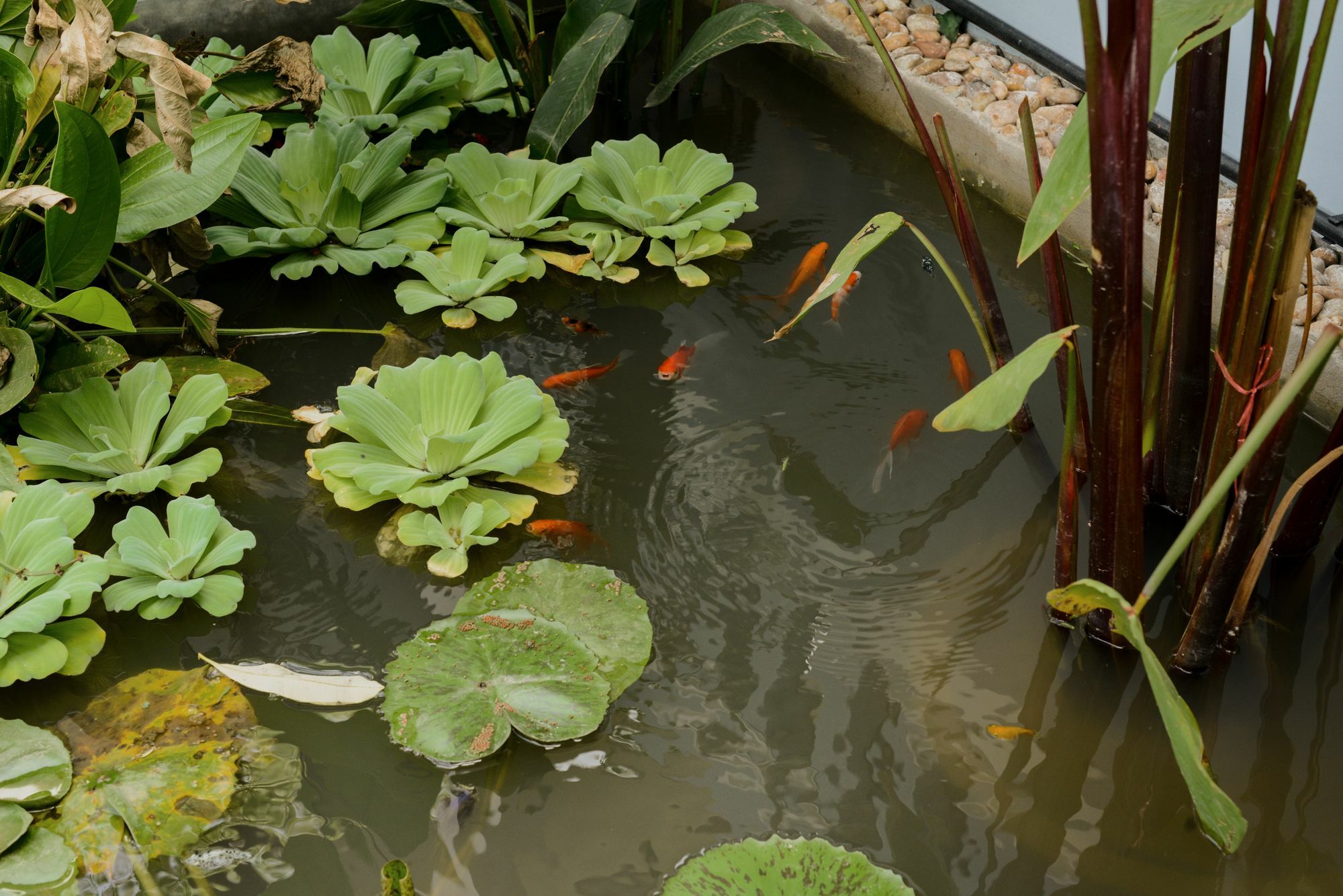 The Villa Secret Garden Ciudad de Siem Riep Exterior foto